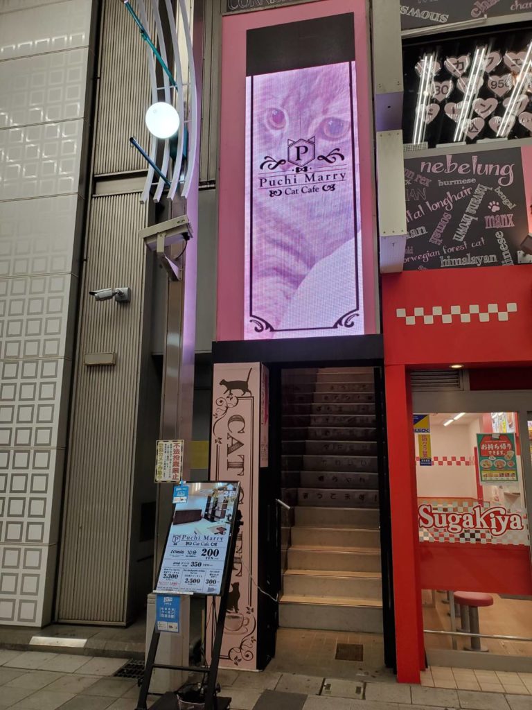 大須の猫カフェ Puchi Marry ぷちまりー で癒される 大須ラボ